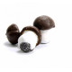 Cookies MUSHROOMS 1kg